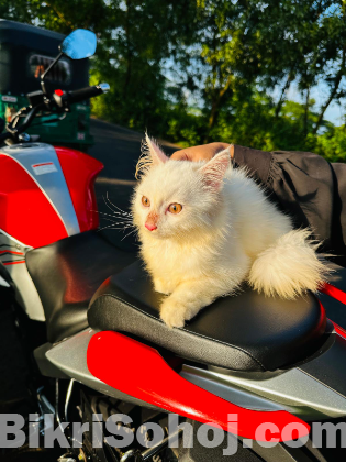 Traditional Persian kitten